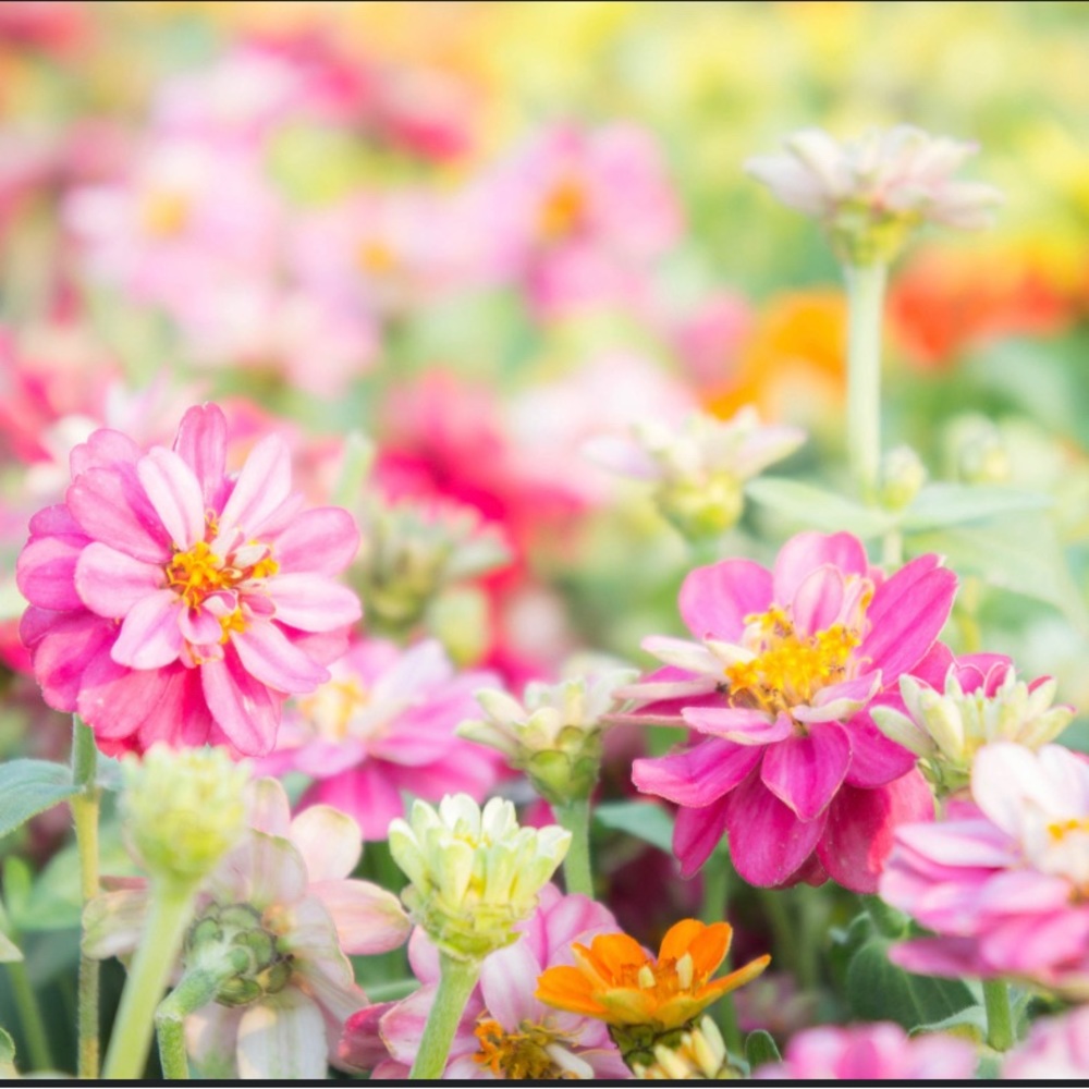 Meet your Posher, Ailene